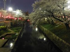 清水川沿いの夜桜見物・・・・清水川さくらまつりはまだ先なのに～・・・・