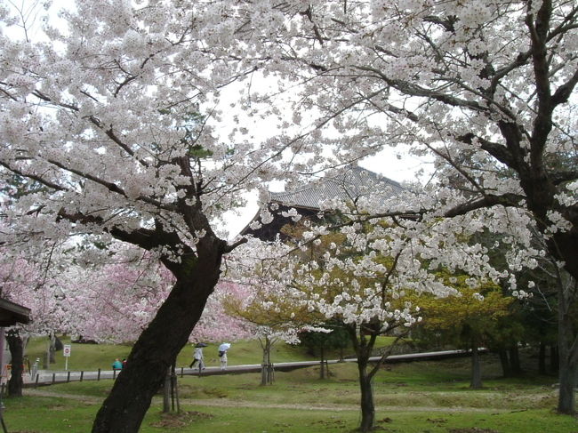 3月31日に団地内の公園、生駒山麓公園、飯盛霊園と三箇所を回ったが、生駒山麓公園の桜はまだ蕾だった。とりあえず、その三箇所回った写真で投稿した。<br /><br />残りは、一週間後で、と考えていたが、この2〜3日の気温が高く奈良公園の桜が満開になっている、と聞き、予報では、明日雨なので、急きょ本日（4月3日）駆け足で回った。<br /><br />本日、回った場所は、下記の通り。<br /><br />鴻ノ池運動公園<br />奈良公園<br />佐保川沿い（新大宮付近）<br />奈良県立図書情報館付近（大安寺）<br />大和民俗公園（大和郡山）<br /><br />ついては、写真の内容を大幅に更新した。（3月31日に撮影した写真を極端に少なくした）<br /><br />なお、飯盛霊園は、大阪府四条畷市にあり、題名の”奈良-桜だより”を考えると、おかしい。混乱のないようお願いします。<br />
