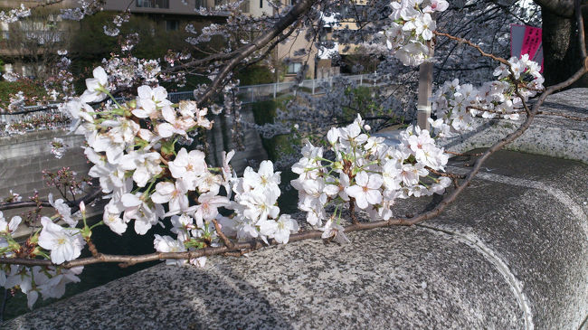 毎年見に行く目黒川の桜、今年も行ってきました〜♪