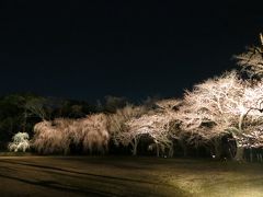 春の京都で大人の階段をのぼる