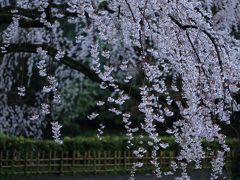 京都　早咲きの桜めぐり～京都御苑、本満寺、長徳寺