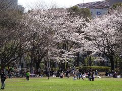 茅ヶ崎の桜チェック