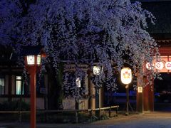 京都　早咲きの桜めぐり～立本寺、千本釈迦堂、上品蓮台寺、平野神社