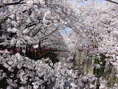 満開で～す♪目黒川の桜