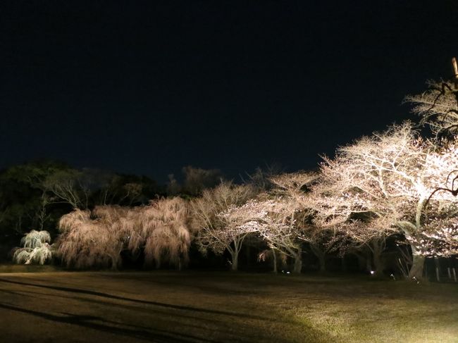 春の京都は初めてでした。<br /><br />一日目<br />着物を着て、お稽古ごとの展示会でお寺さんへ<br />祇園のカウンターでお夕飯<br />二条城ライトアップ、和装の方は無料でした<br /><br />二日目<br />新門前通りで古伊万里、デビュー買い<br />15年ぶりのお友達と・・・変わらないおしゃべり<br /><br />気がつけば、大人の階段を少しずつのぼっているものです（＾＾）