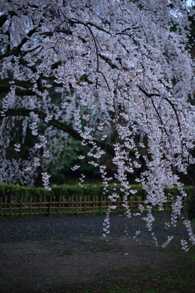 早咲きの桜がピークを迎えた京都へ。<br /><br /><br />京都御苑（出水の糸桜、近衛邸跡の糸桜）<br />同志社大学（啓明館の桜、アーモスト館の桜）<br />本満寺（ほんまんじ）<br />賀茂川沿いの桜<br />長徳寺（ちょうとくじ）<br />eze bleu（エズ・ブルー）<br />冷泉家（れいぜいけ）の桜