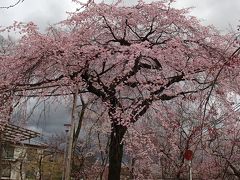 2014桜だより◆『平野神社』＆『京都府庁旧本館』でお花見～『雨林舎』でカフェタイム！♪
