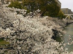 2014.3.31 毛馬桜ノ宮公園　桜めぐり