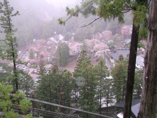 楽しみにしていた枝垂れ桜も満開で、至るところ枝垂れ桜三昧でしたが、大雨。私は雨女よ。そこで<br />①寺館内を開放してくれていて、散策しました。総本山なので、驚くような立派な建物。広い廊下。そこには日蓮上人の法難絵巻が飾られていて楽しめました。<br />②信徒さんの集まりがありすごいシャンデリアの下でお経を聞き、」<br />③宝物館で、鎌倉時代の絵を見たり<br />④手前のロビーで画家のギャラリーを楽しみ、<br />⑤寄贈の何千万かするだろうお宝も見ました。