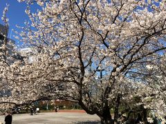 2014年 3月 最終日、築地川 祝橋公園の桜が満開！