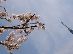 はしご桜＠浅草＆大宮