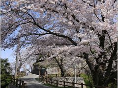 Solitary Journey ［1359］ 出勤前の一撮～咲き満ちて こぼるる花も なかりけり～＜広島市内を一望、黄金山の桜が満開！＞広島市南区