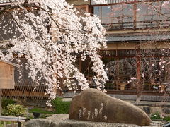 祇園白川の桜を巡れば！2014年