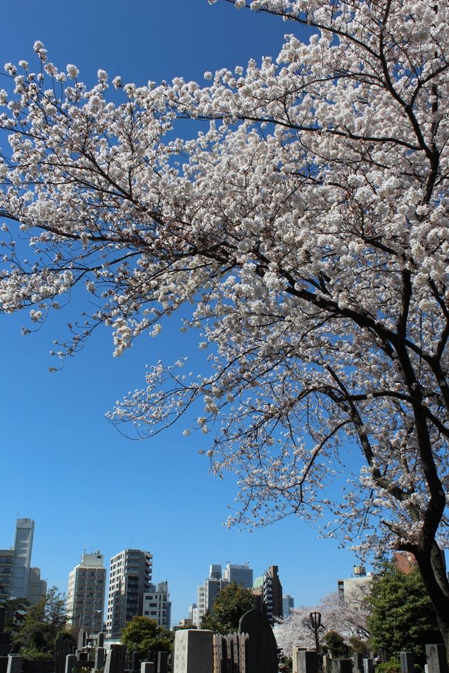 ソメイヨシノ発祥の地である豊島区駒込の染井霊園、巣鴨駅前の桜並木、駒込駅前の桜、北区の桜の名所ー飛鳥山公園と音無川親水公園の桜をいつもの自転車で見てまわりました。<br /><br />暖かくて、空が青くて、桜が綺麗でなごみました。<br />やっぱり桜はいいわ。<br /><br />写真は染井霊園の桜<br />