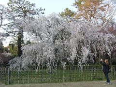 京都の桜　2014　1.　京都御所　近衛邸跡　4/1