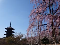 春の京都☆桜だより東寺・醍醐寺・天竜寺☆