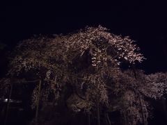 ２０１４　桜を求めて　咲き始めの本土寺と龍ヶ崎般若院の夜桜♪