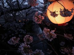 夕方から川崎桜並木散歩