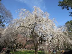 2014年　京都に春到来、桜を見にあちこち散策！　①