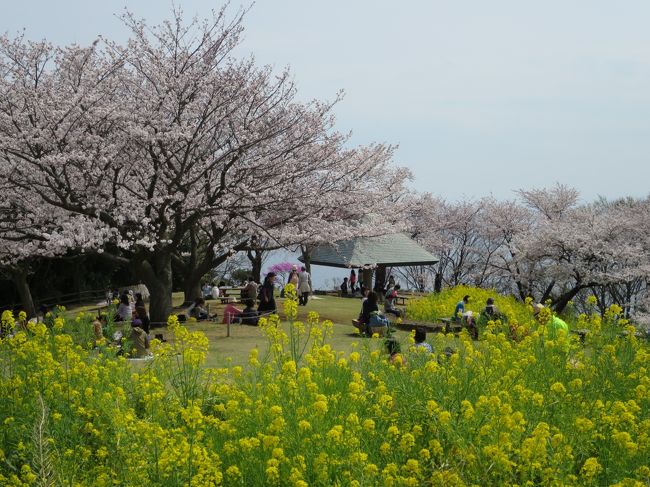 吾妻山公園の桜と菜の花今回2回目の訪問です。<br /><br />前回は、5年ほど前の1月頃でした。<br />富士山と菜の花の2ショットが素敵で感激しました。<br />今回は、プラス桜との3ショットに期待しつつの訪問です。
