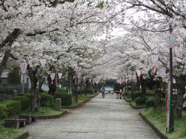 我が母校｢佐賀県立鹿島高等学校｣が有る旭丘公園に、花見を目的に３月３１日にマイカーで行きました。<br />運よく桜は満開で、旧武家屋敷の通りはまさに桜のトンネルで久しぶりに花見を堪能しました。<br />近年は、花見客も少なく満開の桜を独り占め状態で久しぶりにゆっくり静かに鑑賞できました。