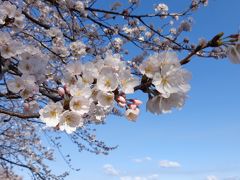 群馬県大泉町～邑楽町・お花見散策