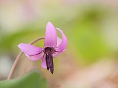 桜よりもカタクリに惹かれて