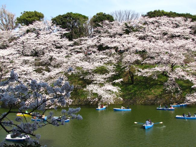 東京の桜は今が満開、一日中晴天、気温１８～２２度、ほぼ無風とのこと。最高のコンデション、これは行くしかない。朝８時佐倉市臼井の自宅を出発し、九段下駅に９時３０分に到着、北の丸公園（３３０本）と江戸城本丸跡を散策し、１１時３０分早めのランチ、東京国立近代美術館のレストラン「ラー・エ・ミクニ」のテラスで頂きます。<br /><br />午後からは、千鳥ヶ淵公園（１７０本）、千鳥ヶ淵緑道（２６０本）から靖国神社（２４０本）を散策し、最後は外濠公園（２４０本）に、市ヶ谷駅に１７時に到着です。自宅には１８時３０分に帰り着きました。市ヶ谷に辿り着く直前に始めて花びらが風に舞うのを見ました。最高の一日でした。