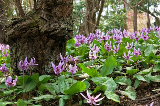 ３０万株のカタクリの群生が見られるという 「城山カタクリの里」 を訪ねてきました。規模的には南関東随一だといいます・・・個人の方が所有されている山のなだらかな斜面には、カタクリをはじめ、多くの花々が春の陽光に輝いていました・・・個々の写真には特別のコメントは記してありませんがご笑覧ください。<br /><br />http://blog.katakurinosato.com/