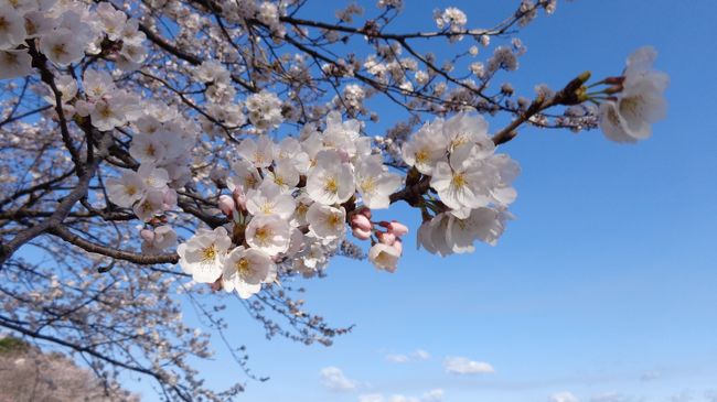群馬県で桜といえば、前橋・高崎・藤岡などの中西毛地域が有名です。<br />しかし、今回はあえて東毛地域、それも大泉町と邑楽町に限定してお花見に行ってきました。<br />日付は３月の末日。<br />全体的に５分咲きといったところでしたが、お花見の参考にして頂ければ幸いです。<br /><br />【行程】<br /><br />・城之内公園<br />↓<br />・長柄神社<br />↓<br />・多々良沼公園