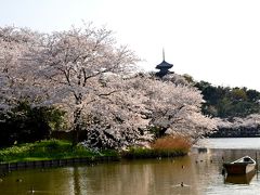 本牧三溪園の満開の桜　　２０１４春