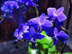 世界らん展B　知られざる胡蝶蘭の世界　☆原種も多彩に、青い新種もできて