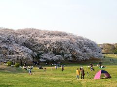 2014年春　さくら紀行　根岸森林公園