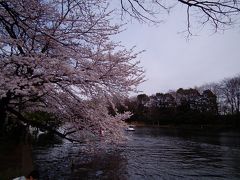 ２０１４年春の桜