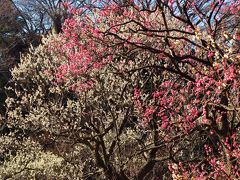 小石川後楽園B　梅園　紅白の花咲きそろい　☆内庭から東門出口へ