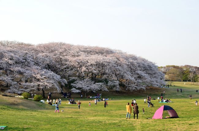 横浜の山手の奥にある根岸森林公園。<br />ここは横浜でも桜の名所として人気のスポット。<br /><br />もともと外国人居留地に近かったここは、今から１５０年前に日本で最初の洋式競馬場として造られ、戦前には天皇賞や皐月賞が行われるなど、日本の洋式競馬の黎明期を代表する競馬場だったところ。<br /><br />戦時中は日本海軍が接収し、軍事施設として使用され、戦後は米軍管理下のもと、ゴルフ場として利用されていた時期もあり、ゴルフ場の名残の広大な芝生広場を取り囲む桜が、大きく枝を広げ、斜面をピンクに染める姿は必見です。