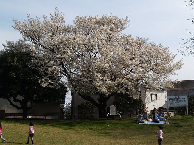 　横浜市中区山手町にある山手公園は、明治3年（1870年）に開園した日本で初めての西洋式公園ともいわれ、日本における近代テニス発祥の地でもある。横浜居留地に住む外国人の手によってつくられて以来、80年の間、外国人専用の公園として使われていたが、戦後になって横浜市民のスポーツと憩いの場として開放された。<br />　ヒマヤラ杉の大木が聳える公園内には市営テニスコートとクラブハウス（山手68番館）や横浜山手テニス発祥記念館などがある。日本テニス発祥の地を記念して「日本庭球発祥之地」碑も建てられているが、クレーコートを成らす御影石製のローラを再利用している。公園入り口の「山手公園」の看板もそうである。<br />　山手公園内や道を隔てたフェリスの石垣の上に生えるキバナタンポポは西洋タンポポと思っていたが、意外にもそうではなかった。カントウタンポポであろう。なお、山を下りた平地の空き地に生えているキバナタンポポは全て西洋タンポポであった。タンポポの綿毛は山の上までは飛ばないようだ。<br />　山手公園のヒマヤラ杉も巨木であるが、公園内の桜の幹も非常に大きなものである。染井吉野ばかりで枝垂れ桜など1本もない。近くでは尾根にあるカトリック山手教会まで行かないと枝垂れ桜はない。それでも、山手68-A番館を移築した山手公園管理事務所は桜の開花で華やいでいる。この時期にしか味わえない光景だ。<br />（表紙写真は山手公園広場の桜）