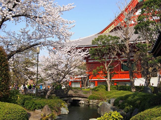 早いもので、今年も桜の季節になりました。<br /><br />桜の満開が早かった去年よりは、少し遅いものの･･･<br />ここ数日で東京の桜は、あっという間に満開に。<br /><br />タイミング良く･･･お天気が良い日の、桜が満開の時期に<br />友人と都合が合わせられたので、桜の名所に出掛ける事に。<br /><br />千鳥ヶ淵は、去年満開の時期に見に行く事が出来たので･･･▼<br />http://4travel.jp/travelogue/10759939<br /><br />今年は隅田公園かな。ここなら浅草を散策する事も出来るし♪<br />出掛けたのがお昼からになってしまったのと･･･人気のパンの<br />予約もしたので、桜は二の次的になってしまいましたが･･･<br /><br />久しぶりに東京の街散策と、美しい〜満開の桜を満喫した<br />楽しい１日になりました。「浅草＆隅田公園編」と「上野公園編」<br />２回に分けて、紹介したいと思います。<br /><br />しかし･･･平日なのにどちらも大混雑で、写真を撮るのがホントに<br />大変でした〜。先に言い訳をしておきます。(笑)