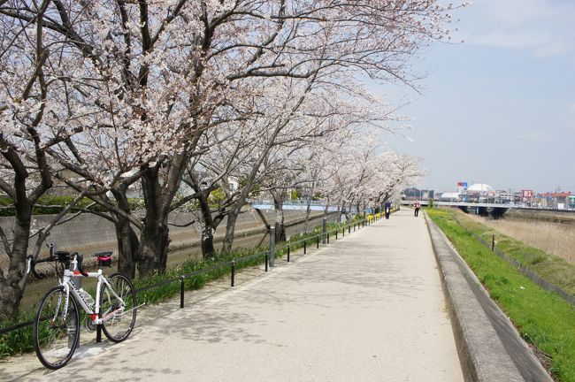 桜が満開だということで家からポタリングしてきました