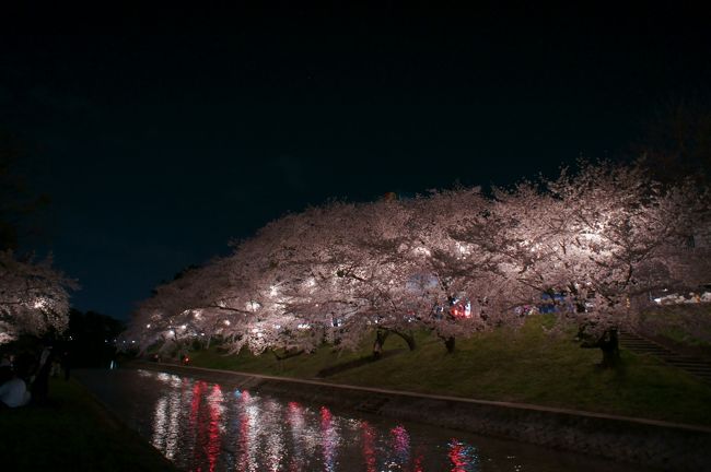 岡崎公園の夜桜