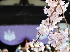 レジェンドの風格・・・醍醐の桜