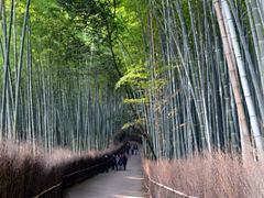 京都旅行記2011～冬の嵐山～