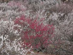 2014年3月　春のお花見　その１　梅　=　湯河原梅林