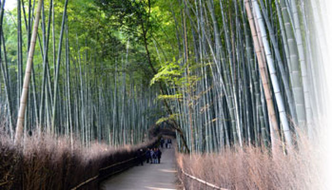 京都旅行記11 冬の嵐山 嵐山 嵯峨野 太秦 桂 京都 の旅行記 ブログ By りぞねこさん フォートラベル