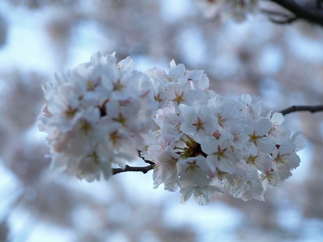 無機質で全く味気のない職場のある地域も桜が満開です。<br /><br />たまには満開の桜を観に参りましょーと思い、仕事帰りに足を運んでみました。<br /><br />一番の見頃であるココは寺ヶ池公園。困った時はココですね。地元じゃないのでそれ以外は行かないですけど、春は桜、冬はイルミとこじんまりしていながらも楽しめます。<br /><br />本当は天気のいい昼間に行くのがいいんですが…。夕方行くと人が少ないんで、ゆっくり観賞出来ますよー。