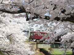 夙川公園の桜を観に行ってきました