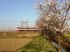 早朝ウォーキングで桜を愛でながら市内各地を巡る・・・③鷲宮神社裏側の田園地帯の桜並木と野草を楽しむ