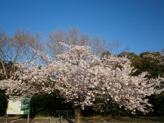 万博公園の桜は満開です