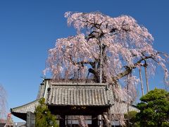 佐野・栃木の枝垂れ一本桜巡り（１）　種徳院～満願寺～西光院