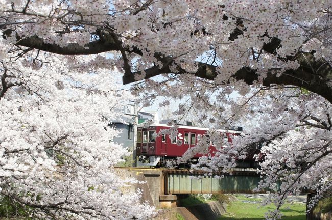 夙川公園は西宮にある夙川に沿って整備されている河川敷公園。日本桜名所１００選にも選ばれている関西でも有名な桜の名所です。ここは子供の頃毎週習い事で通っていて、阪神から阪急までこの公園沿いに歩いていたのですが四季折々に花が咲いて思い出の地です。中でも桜は毎年素晴らしかったですが今ほど花見が盛んでなかったからのんびりと花見を楽しむことが出来ました。最近またバス１本で気軽に行けることから毎年花咲くころには行っています。<br />数年前までは公園の中に屋台が沢山出て花見の宴会をするグループが多く場所取りのブルーシートが沢山あって純粋に花を見るために来てもゴミも多いし酔っ払いもいて歩きにくい感じがありましたが屋台は数年前に禁止になり、場所取りも禁止になったので花見のウォーキングは楽しくなりカメラマンも増えました。<br />公園にはベンチも多いので駅前のお店でサンドイッチやお弁当を買って食べている人もいます。今日は花見弁当日和でした。<br /><br />今日は早朝から行くつもりでしたが結局出かけたのは９時近くになってから。でも阪急夙川から苦楽園まで往復して桜を楽しみました。